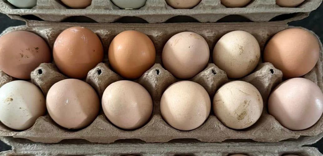 Local eggs image