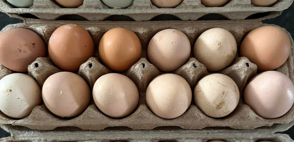 Local eggs image