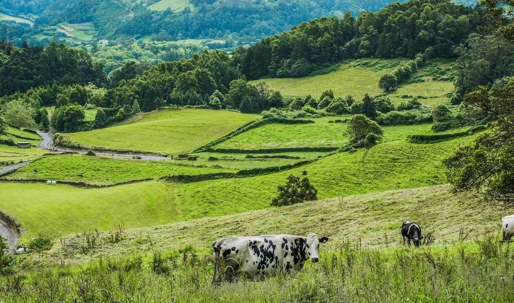 Real Farmers